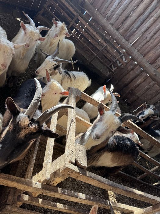 Țapi și iezi sannen și românești