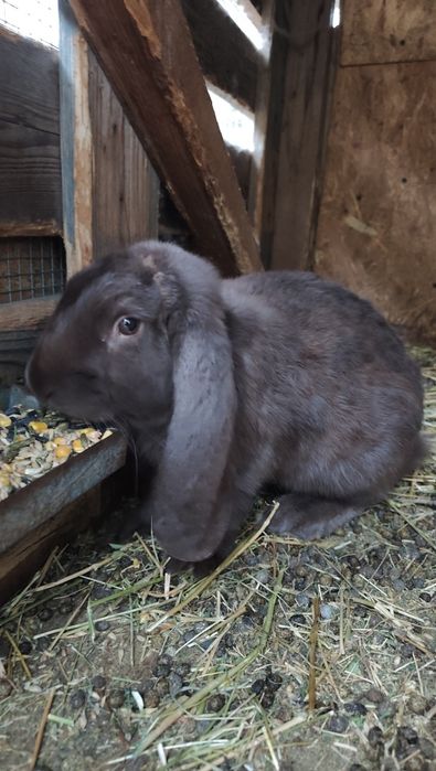 Masculi disponibili de 7 luni urgent