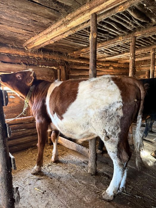 Продам бычков с откорма