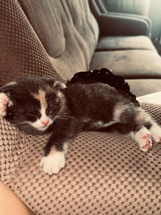 Продам котенка вислоухая