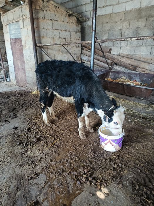 Еркек бузау сатылады