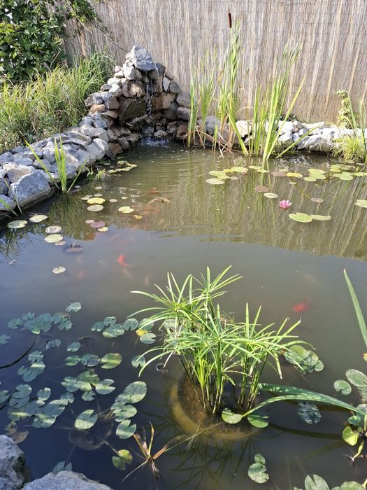 plante pentru iaz /pesti iaz