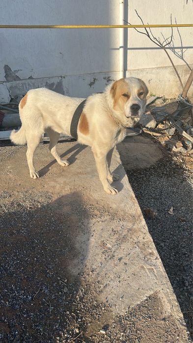 Алабай,Домашний,Умный