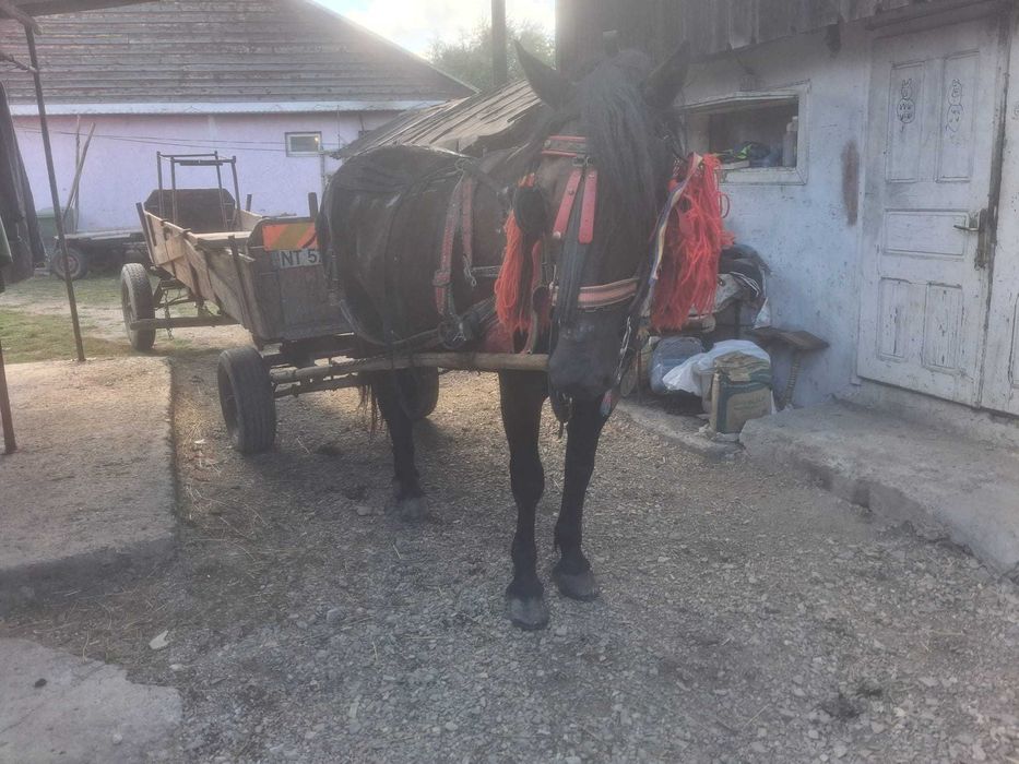 Vand iapa de 9 ani si manza de 1.4 luni.