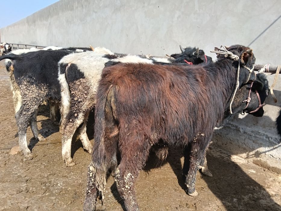 Бычки больше года