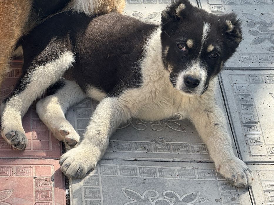 Алабай, щенок Alabay.