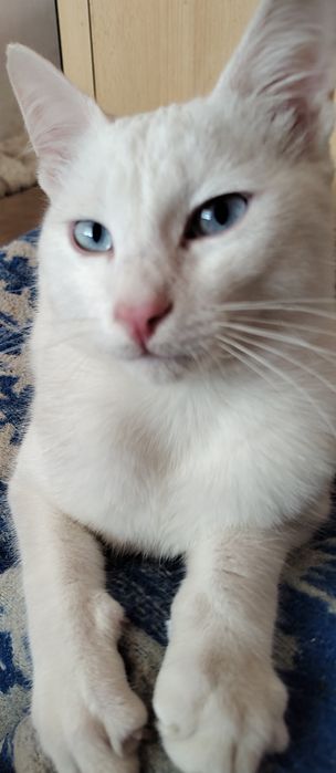 Бели котенца, сини очи, зелени очи,7 мес.Британска късокосместа