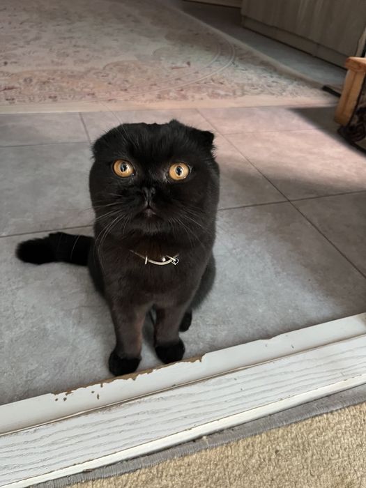 Vyazka/Вязка Toza Scottish Fold 1 yosh erkak