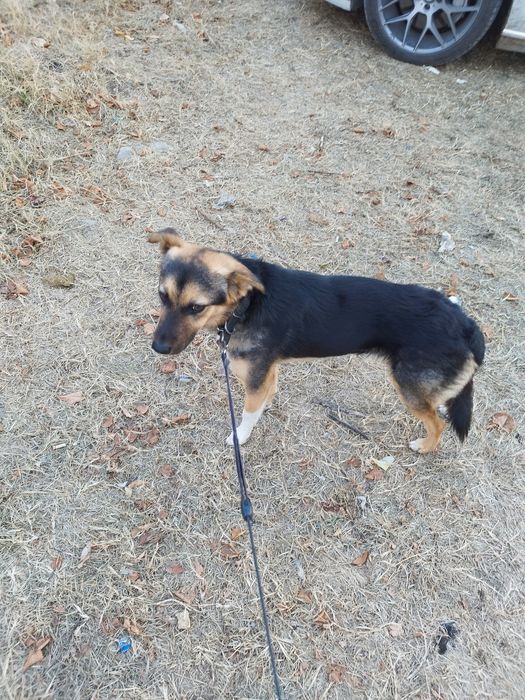 Мечо  търси дом! Гр. Пловдив, Чирпан