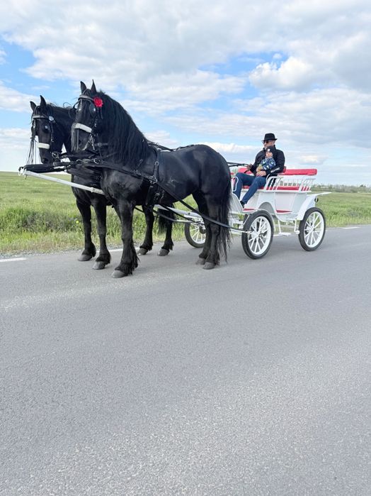Trăsura și cai pentru evenimente