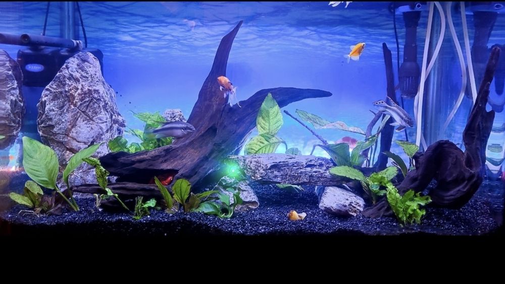 Аквариум RS-700EL – черен, пълен комплект + подаръци отлично състояние