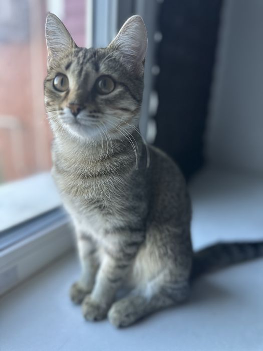 Кошка отдам в добрые руки
