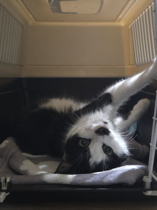 Подарявам  момиченце коте на 7-8 месец