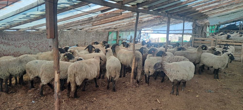 Oi cu miei de vânzare