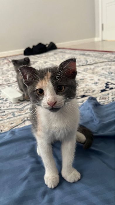 Шотландские котенки