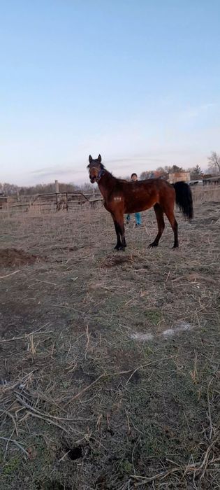 Продам двух летку