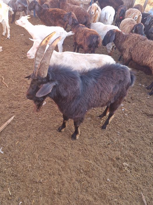 Продам дойных  коз