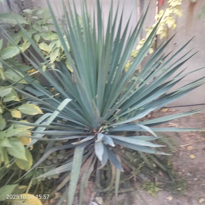 Юка огородный большые