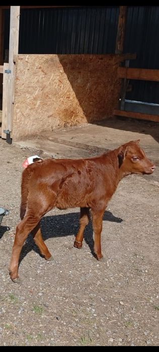 Продам телёнка срочно