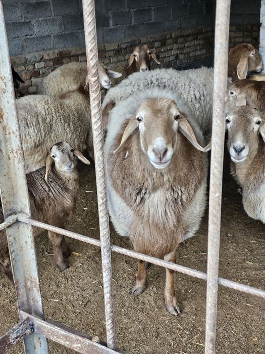 Арашан киргиз баран кучкар ва соликлар бор