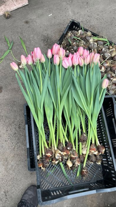 Тюльпаны оптом крупные