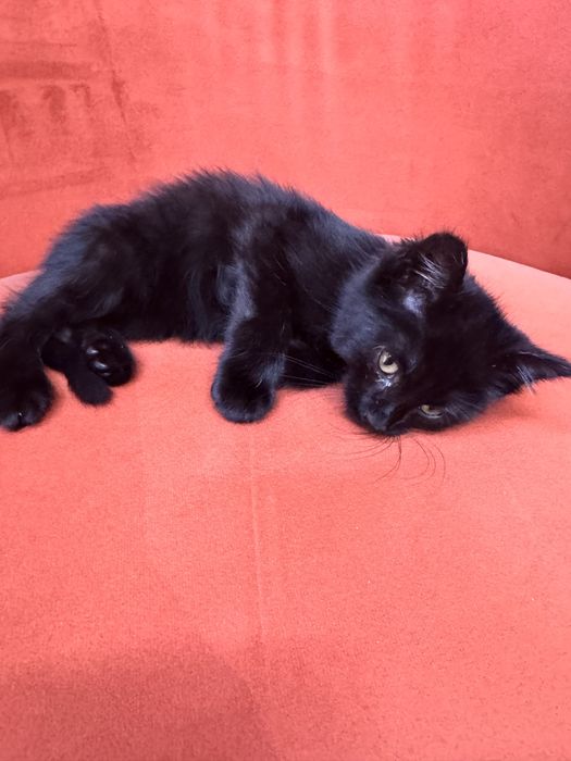 Отдаем в хорошие и добрые руки