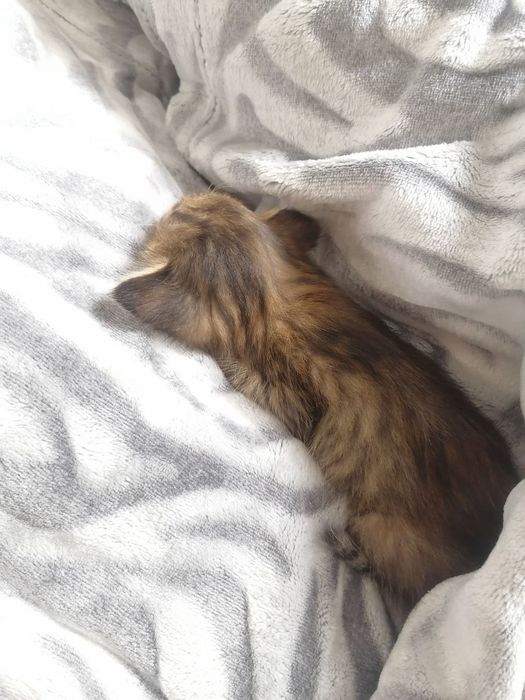 Отдам котёнка в добрые руки
