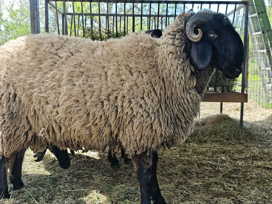 Berbec de un an si două luni Cap Negru Teleorman ,