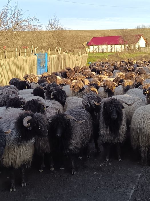 Vând oi tinere fătătoare