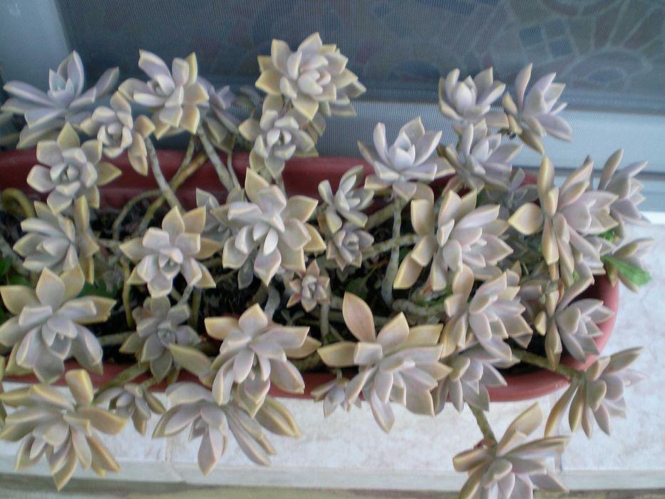 Распродажба саксийни цветя