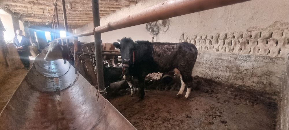 Sigir ona bola  2 ta