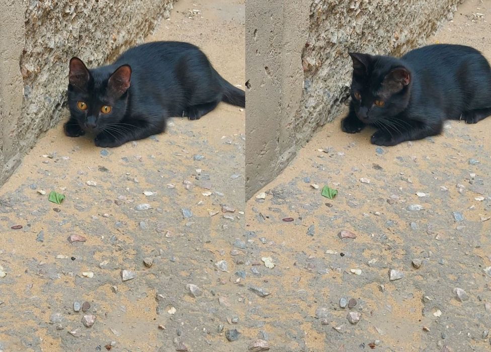Отдам в добрые руки мальчики