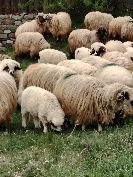 Vând 20 oi  cu lapte.