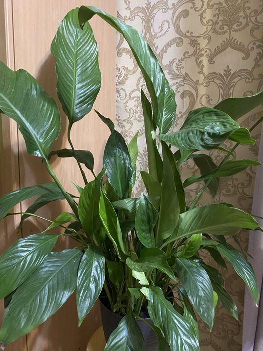 Женское счастье или Спатифиллум