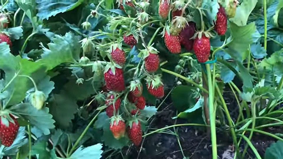 Рассада клубники, малины