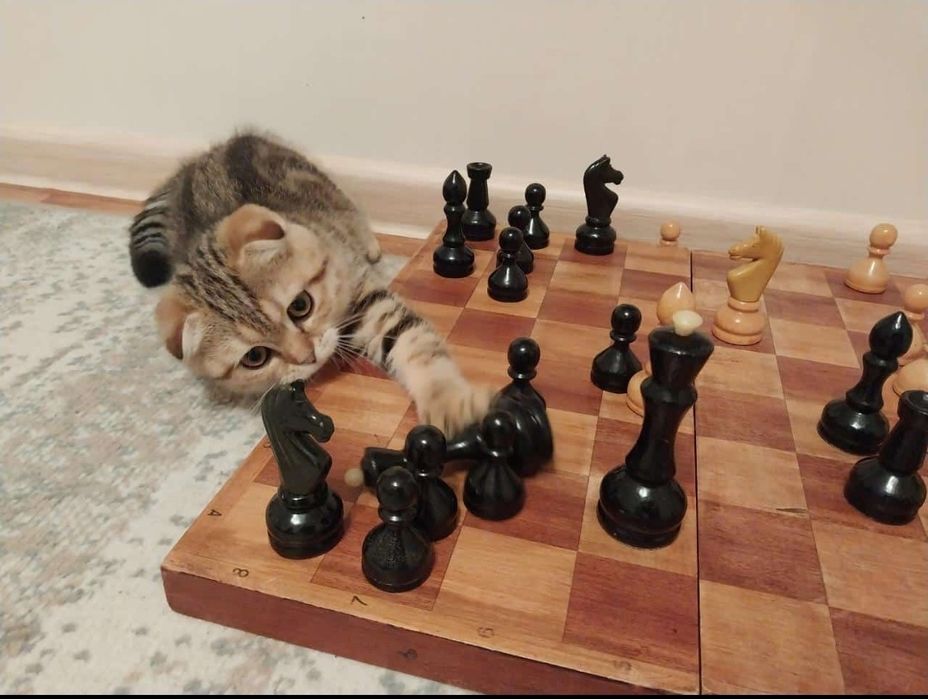 Бронь красивых шатланских котят!