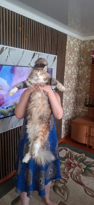Мейн кун котята.