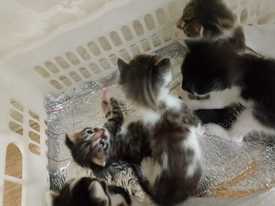 Котёнок мысык...