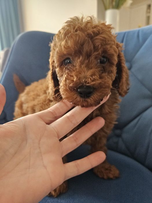 Pudel red 2 luni