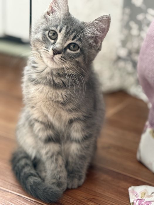 Серенькая милашка котенок 2,5 мес