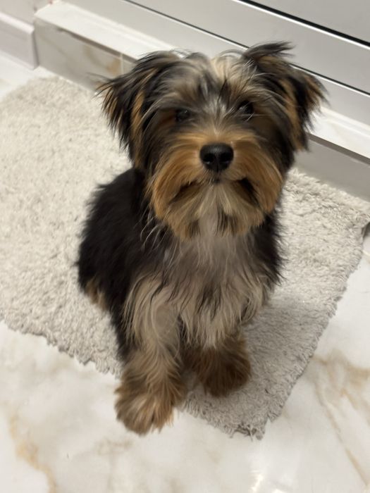 Йоркширски териер