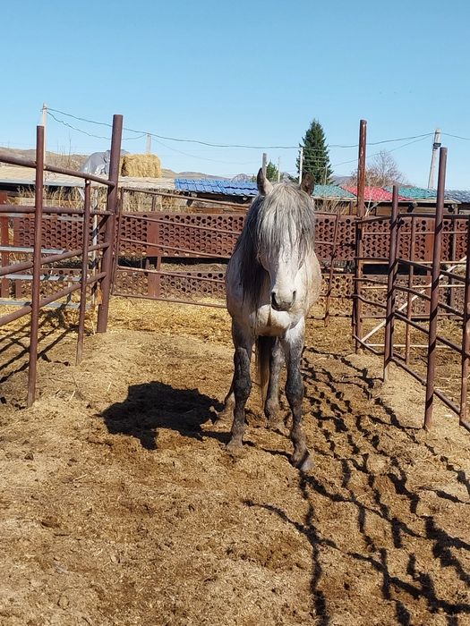 Продам жеребца возраст 8 лет