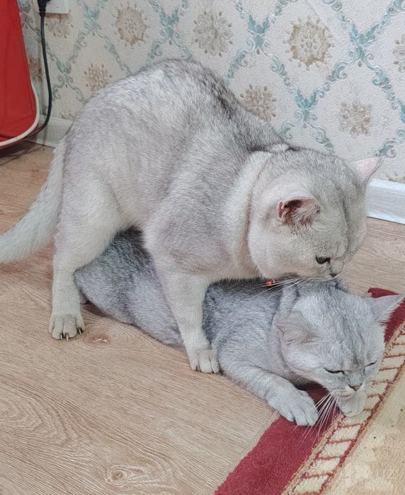 Вязка кота серебристый Шин шыла