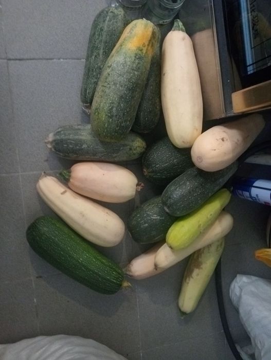 Продам свежие кабачки