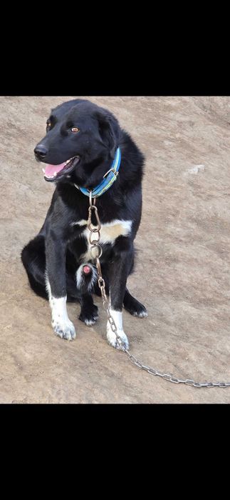 Обучено куче. Пазач на 100%