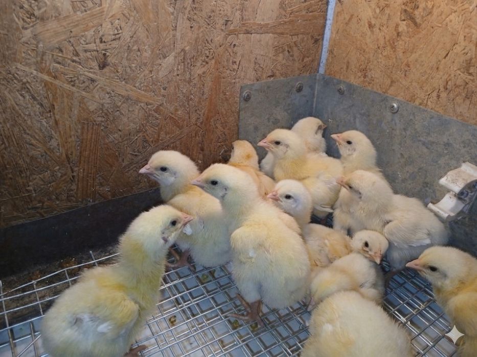 Бройлеры росс-308. Вылуп 12.04
