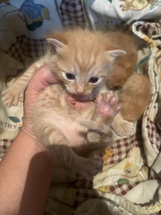 Котята домашние