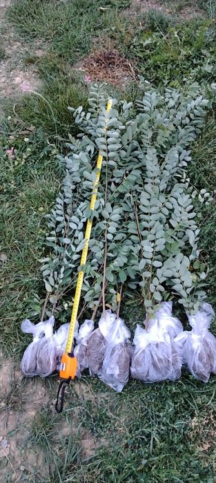 Puieți molid la ghivece și salcâm balot de pământ