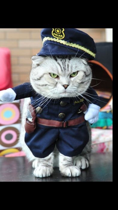 Костюмчик для котика. На хэллоуин.