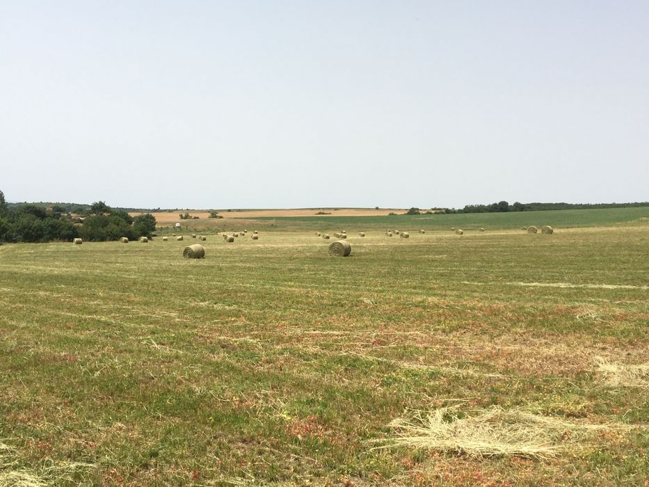 Бали сено